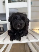 Milo, a male Miniature Aussiedoodle for sale in Mineral, VA – Photo 7 of 9