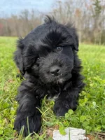 Milo, a male Miniature Aussiedoodle for sale in Mineral, VA – Photo 2 of 9