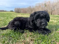 Milo, a male Miniature Aussiedoodle for sale in Mineral, VA – Photo 6 of 9