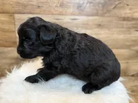 Milo, a male Miniature Aussiedoodle for sale in Mineral, VA – Photo 3 of 3