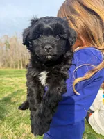 Milo, a male Miniature Aussiedoodle for sale in Mineral, VA – Photo 5 of 9