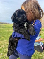 Milo, a male Miniature Aussiedoodle for sale in Mineral, VA – Photo 4 of 9