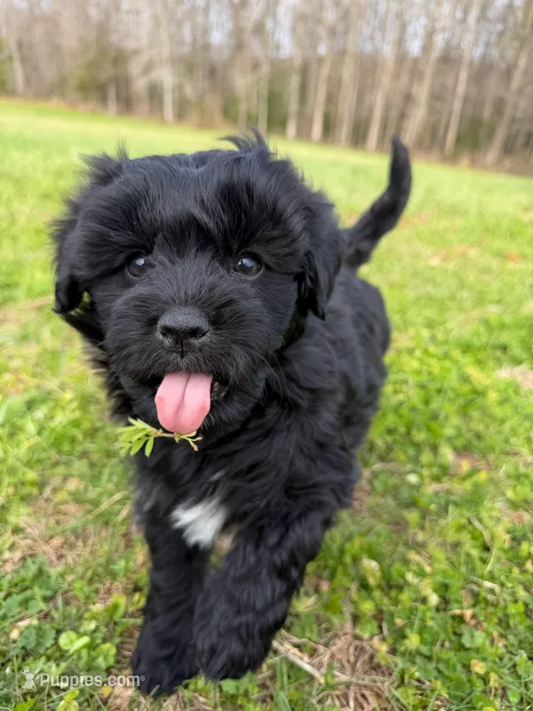 Milo – Miniature Aussiedoodle puppy on hold in Mineral, VA
