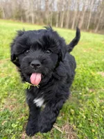 Milo, a male Miniature Aussiedoodle for sale in Mineral, VA – Photo 1 of 9