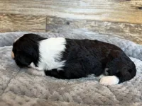 Oakley, a male Miniature Aussiedoodle for sale in Mineral, VA – 6 of 6