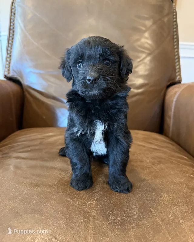 Duke – Miniature Aussiedoodle puppy for sale in Mineral, VA