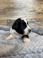Oakley, a male Miniature Aussiedoodle for sale in Mineral, VA – 4 of 6