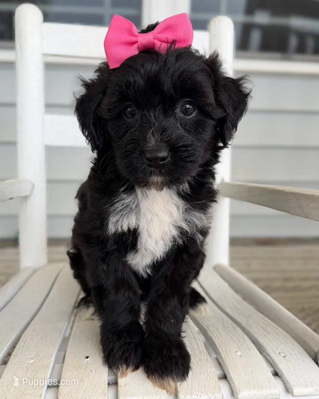 Zara – Miniature Aussiedoodle puppy for sale in Mineral, VA