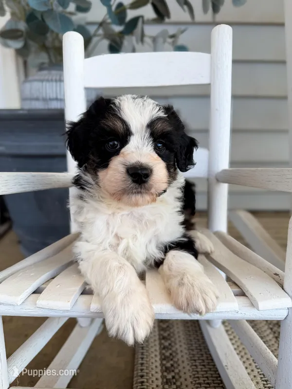 Benny – Miniature Aussiedoodle puppy for sale in Mineral, VA