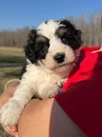 Benny, a male Miniature Aussiedoodle for sale in Mineral, VA – Photo 2 of 3