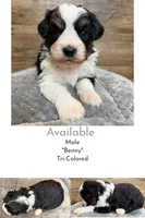 Benny, a male Miniature Aussiedoodle for sale in Mineral, VA – Photo 2 of 4