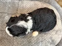 Benny, a male Miniature Aussiedoodle for sale in Mineral, VA – Photo 4 of 4