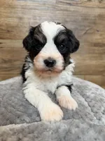 Benny, a male Miniature Aussiedoodle for sale in Mineral, VA – Photo 1 of 4