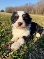 Benny, a male Miniature Aussiedoodle for sale in Mineral, VA – Photo 3 of 3