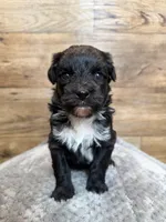 Zoey, a female Miniature Aussiedoodle for sale in Mineral, VA – Photo 1 of 4