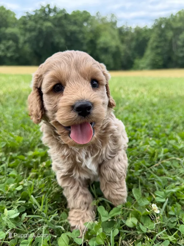 Koda  – Cockapoo puppy for sale in Mineral, VA