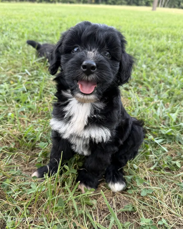 Annie – Miniature Aussiedoodle puppy for sale in Mineral, VA