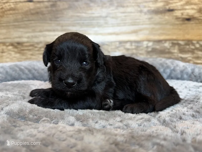 Duke – Miniature Aussiedoodle puppy for sale in Mineral, VA