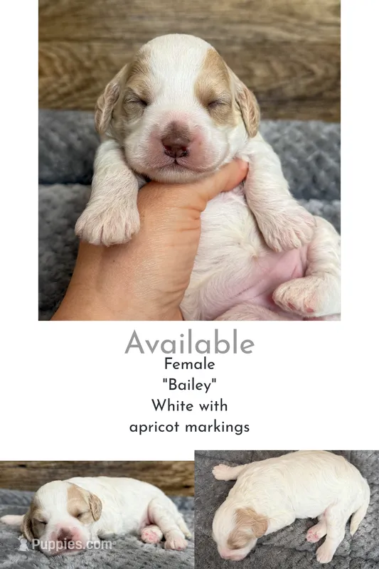 Bailey – Cockapoo puppy for sale in Mineral, VA