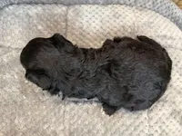 Zoey, a female Miniature Aussiedoodle for sale in Mineral, VA – Photo 4 of 4