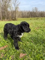 Zoey, a female Miniature Aussiedoodle for sale in Mineral, VA – Photo 5 of 8