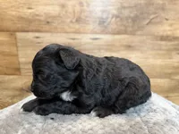 Zoey, a female Miniature Aussiedoodle for sale in Mineral, VA – Photo 3 of 4