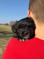Zoey, a female Miniature Aussiedoodle for sale in Mineral, VA – Photo 8 of 8