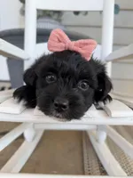Zoey, a female Miniature Aussiedoodle for sale in Mineral, VA – Photo 7 of 8