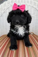 Zoey, a female Miniature Aussiedoodle for sale in Mineral, VA – Photo 2 of 8