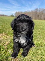 Zoey, a female Miniature Aussiedoodle for sale in Mineral, VA – Photo 4 of 8