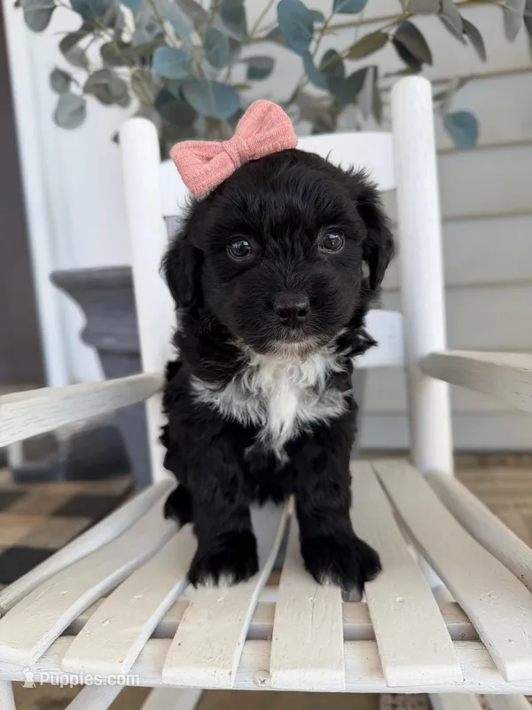 Zoey – Miniature Aussiedoodle puppy for sale in Mineral, VA