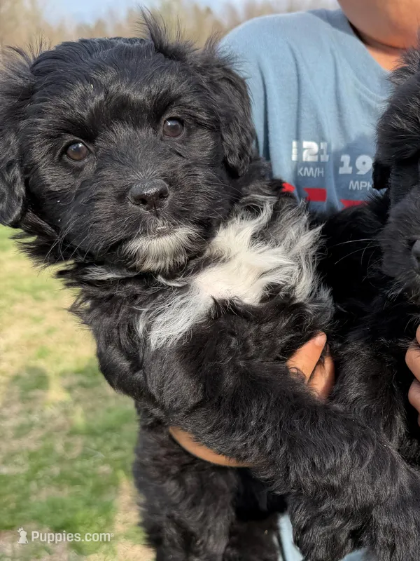 Zoey – Miniature Aussiedoodle puppy for sale in Mineral, VA