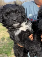 Zoey, a female Miniature Aussiedoodle for sale in Mineral, VA – Photo 1 of 8