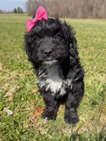 Zoey, a female Miniature Aussiedoodle for sale in Mineral, VA – Photo 3 of 8