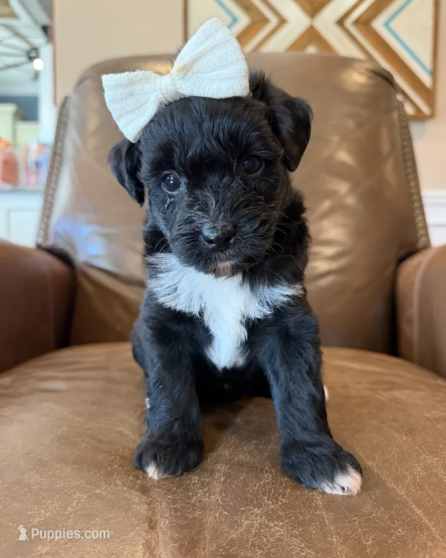 Zara – Miniature Aussiedoodle puppy for sale in Mineral, VA