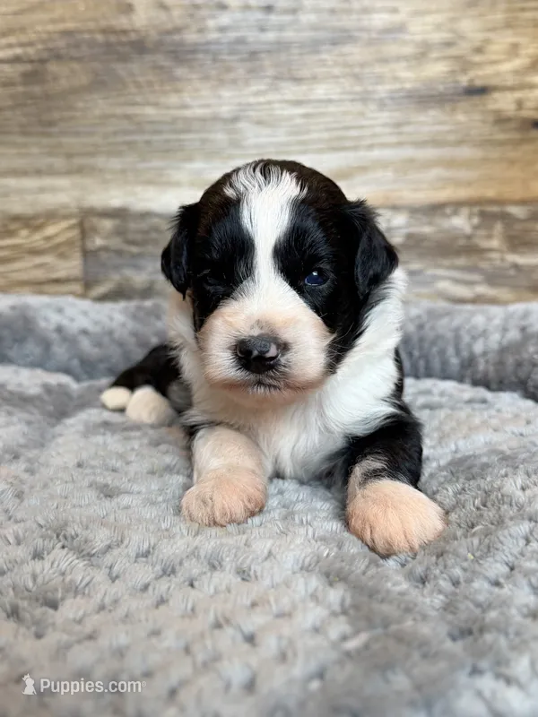 Oakley – Miniature Aussiedoodle puppy for sale in Mineral, VA