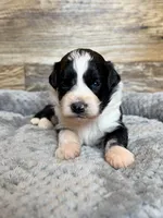 Oakley, a male Miniature Aussiedoodle for sale in Mineral, VA – 3 of 6