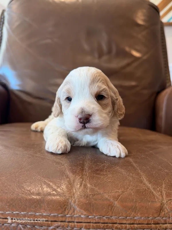 Bailey – Cockapoo puppy for sale in Mineral, VA