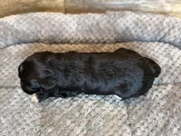 Annie, a female Miniature Aussiedoodle for sale in Mineral, VA – 5 of 5