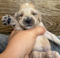 Goldie, a female Cockapoo for sale in Mineral, VA – 2 of 5