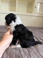 Oakley, a male Miniature Aussiedoodle for sale in Mineral, VA – 3 of 8