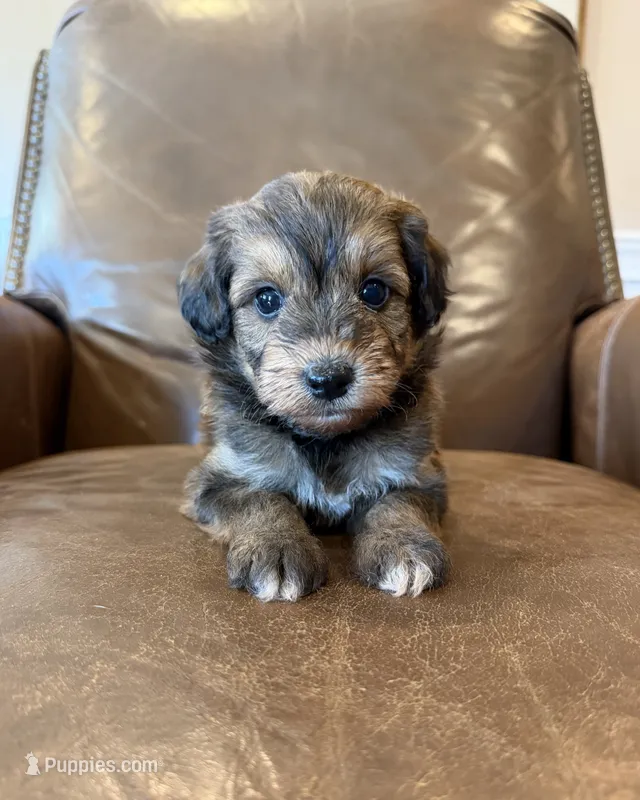Hank – Miniature Aussiedoodle puppy for sale in Mineral, VA