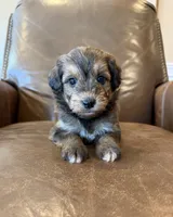 Hank, a male Miniature Aussiedoodle for sale in Mineral, VA – 9 of 10