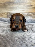 Hank, a male Miniature Aussiedoodle for sale in Mineral, VA – 5 of 7