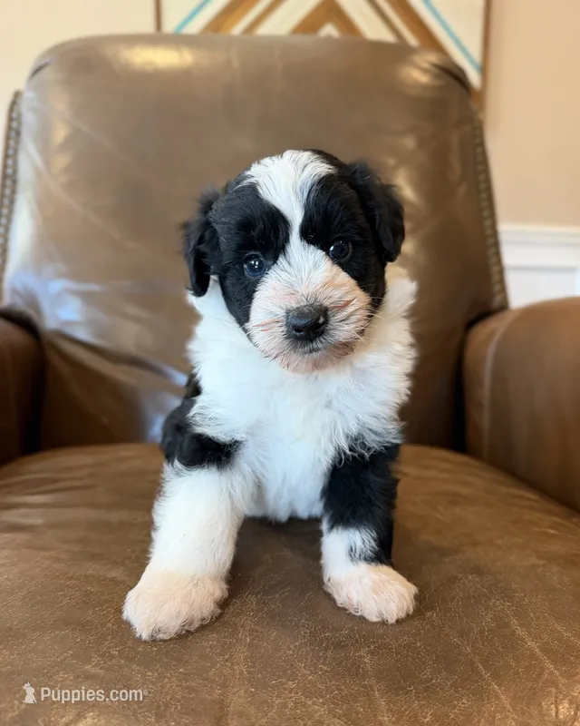 Oakley – Miniature Aussiedoodle puppy for sale in Mineral, VA