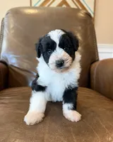 Oakley, a male Miniature Aussiedoodle for sale in Mineral, VA – 5 of 8
