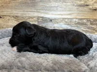 Annie, a female Miniature Aussiedoodle for sale in Mineral, VA – 3 of 5