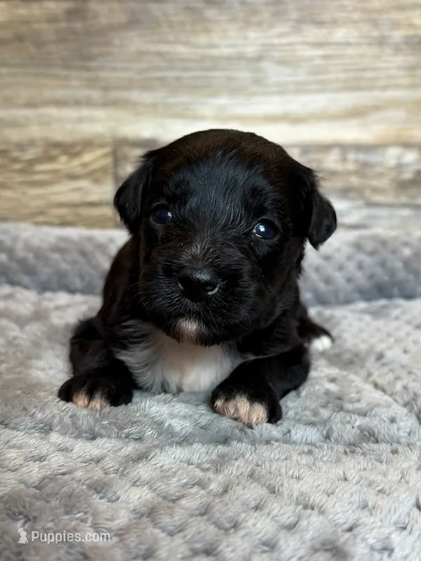 Zara – Miniature Aussiedoodle puppy for sale in Mineral, VA