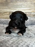 Zara, a female Miniature Aussiedoodle for sale in Mineral, VA – 2 of 6