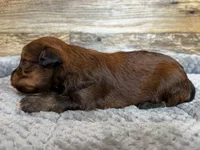Hank, a male Miniature Aussiedoodle for sale in Mineral, VA – 7 of 7